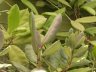 Hoya australis subsp rupicola-1.jpg